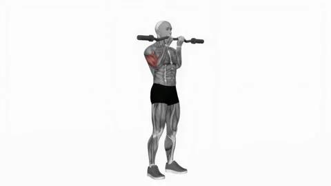 EZ Barbell Close grip Curl fitness exercise workout animation male muscle highli 動画素材 243985308