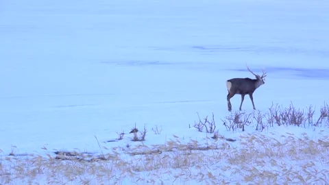 Ezo deer walking on a snowfield in winter Stock Footage 337451248