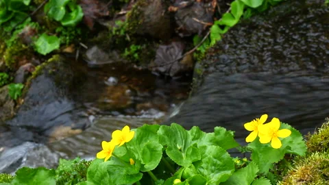 Ezo Marsh Marigold and the Stream Stock-Footage 332391350