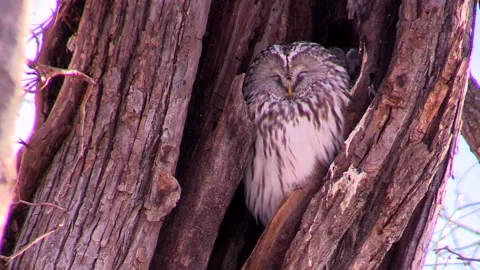 Ezo Owl Stock-Footage 332197799