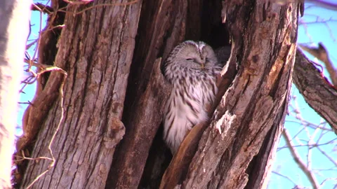 Ezo Owl Stock-Footage 332197918