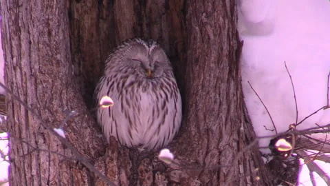 Ezo Owl Stock-Footage 332197980