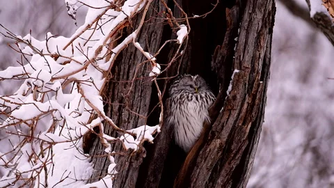 Ezo Owl Video stock 332236831