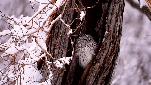 Ezo Owl Stock-Footage 332236880