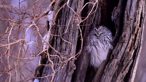 Ezo Owl Stock-Footage 332237736