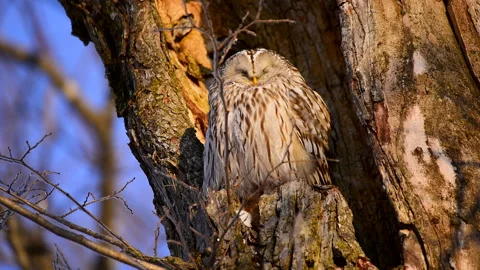 Ezo Owl Stock-Footage 332245339