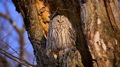 Ezo Owl Stock-Footage 332245379