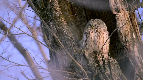 Ezo Owl Stock Footage 332245386
