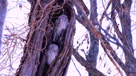 Ezo Owl Stock-Footage 332246384