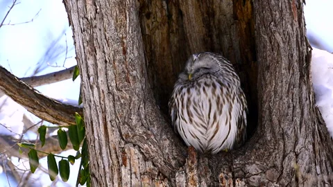 Ezo Owl Stock-Footage 332246708