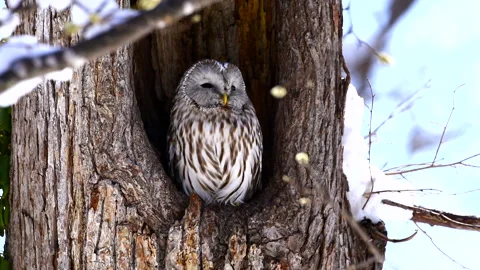 Ezo Owl Stock-Footage 332246736