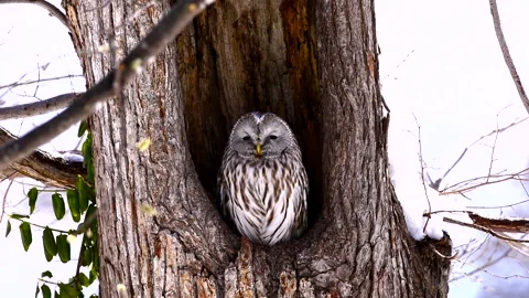 Ezo Owl Stock-Footage 332246745