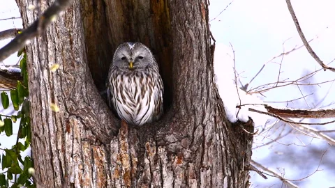 Ezo Owl Stock-Footage 332246776