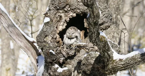 Ezo Owl Stock-Footage 332381425
