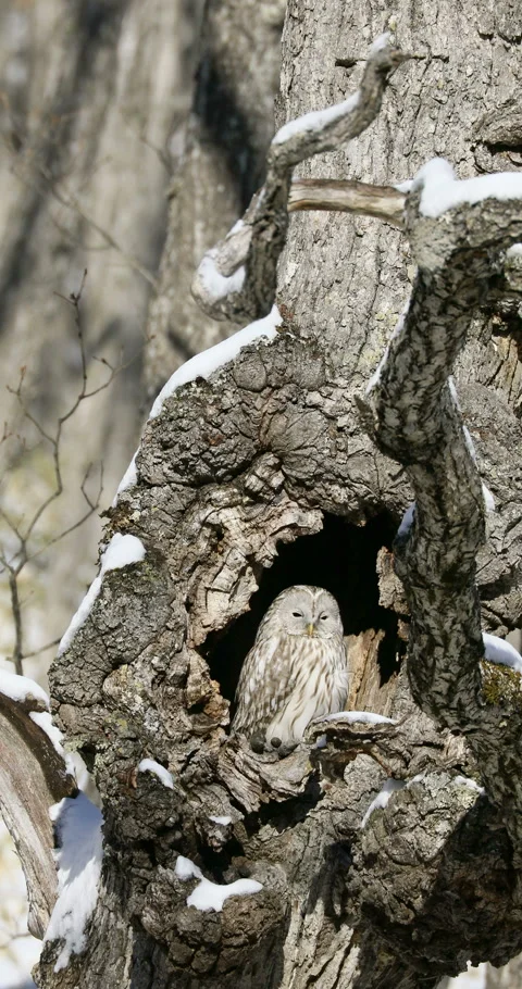 Ezo Owl Stock-Footage 332381475
