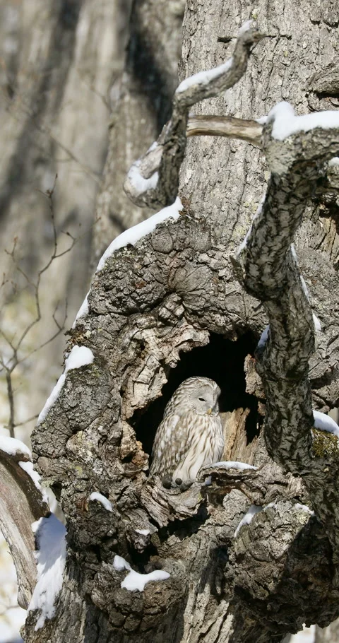 Ezo Owl Stock-Footage 332381550