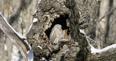 Ezo Owl Stock-Footage 332381569