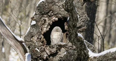 Ezo Owl Stock-Footage 332381639