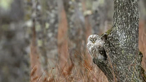 Ezo Owl Video stock 332393214