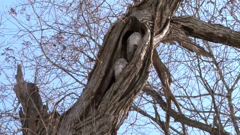 Ezo Owl Stock-Footage 332395253