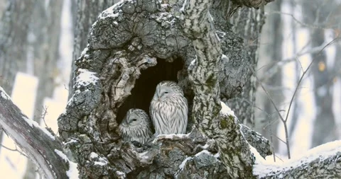 Ezo Owl Stock-Footage 332398740