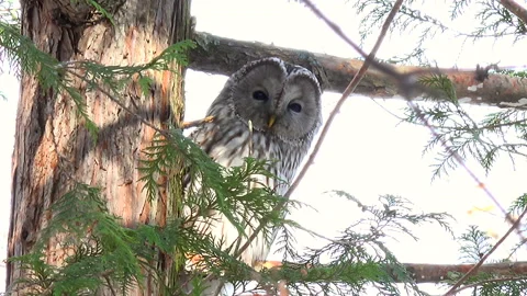 Ezo Owl Stock-Footage 332418046