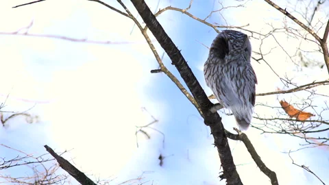 Ezo Owl Stock-Footage 332418771