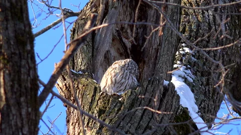 Ezo Owl Stock-Footage 332418785