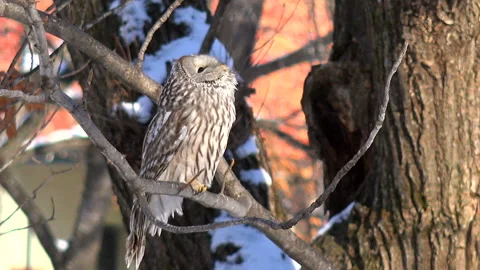 Ezo Owl Stock-Footage 332418963