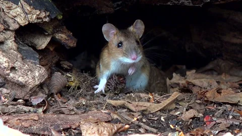Ezo Red-backed Vole 库存影片 333150631