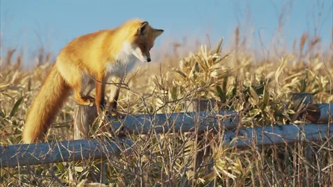 Ezo red fox in japan Stock Footage 320513715