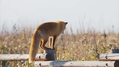 Ezo red fox in japan Stock Footage 320513764