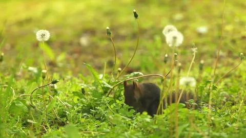 Ezo Squirrel and Dandelion Fluff Stock-Footage 332406665