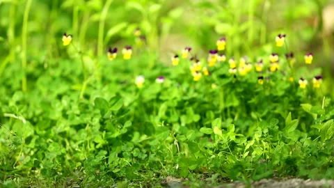 Ezo Squirrel and Flowers Stock-Footage 332406332