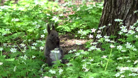 Ezo Squirrel and Two-leaved Anemone Video stock 332421851