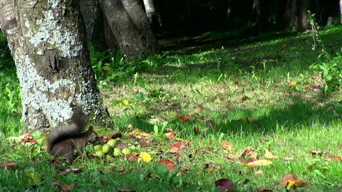 Ezo Squirrel and Walnuts Stock-Footage 332398488