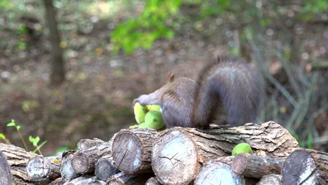 Ezo Squirrel and Walnuts Stock Footage 332437339