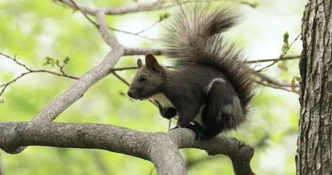 Ezo Squirrel Stock-Footage 332388700