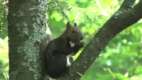 Ezo Squirrel Stock-Footage 332389661