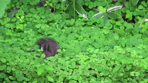 Ezo Squirrel Video stock 332420550