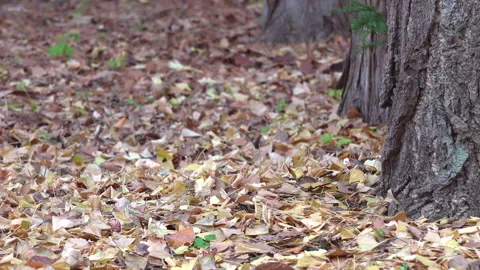 Ezo Squirrel 動画素材 332425092