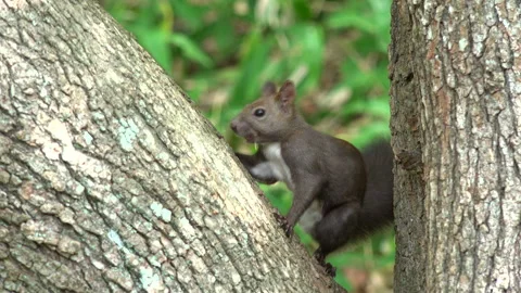 Ezo Squirrel Stock-Footage 332437492