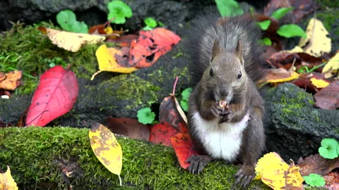 Ezo Squirrel Video stock 332437718