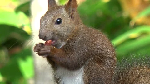 Ezo Squirrel 스톡 동영상 332439362