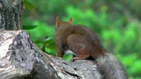Ezo Squirrel Video stock 332446107