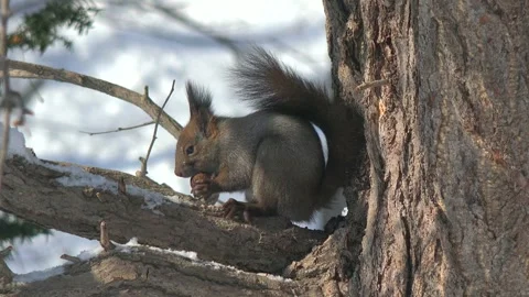 Ezo Squirrel 库存影片 333150303