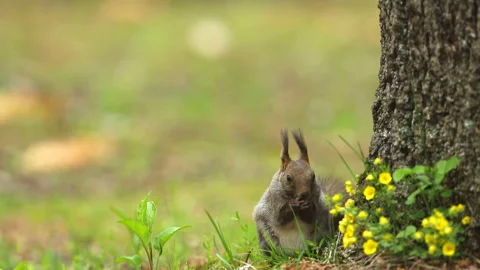 Ezo Squirrel: Spring Stock-Footage 332405941