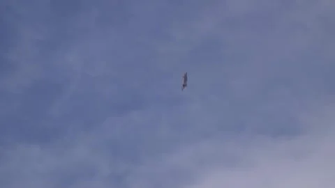 F-22 Raptor and the capabilities of this 5th generation aircraft 010 Video stock 162768271