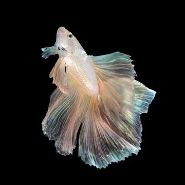 F Betta fish or Siamese fighting fish Photos