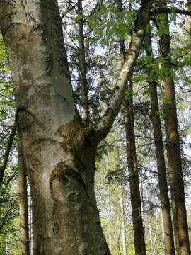 F A C E   in the  BARK Stock Photos